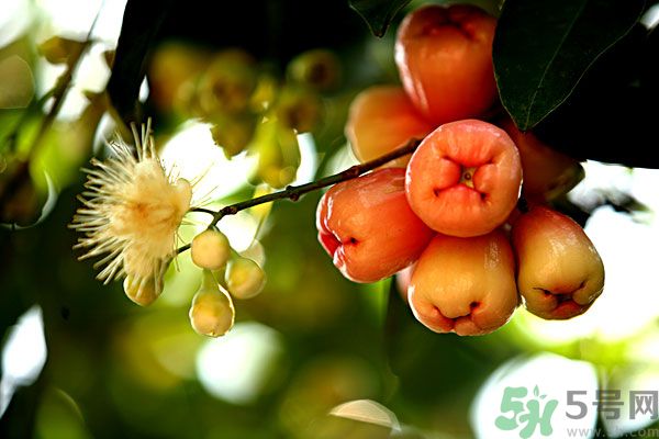 蓮霧月經(jīng)期間能吃嗎？來月經(jīng)能不能吃蓮霧？