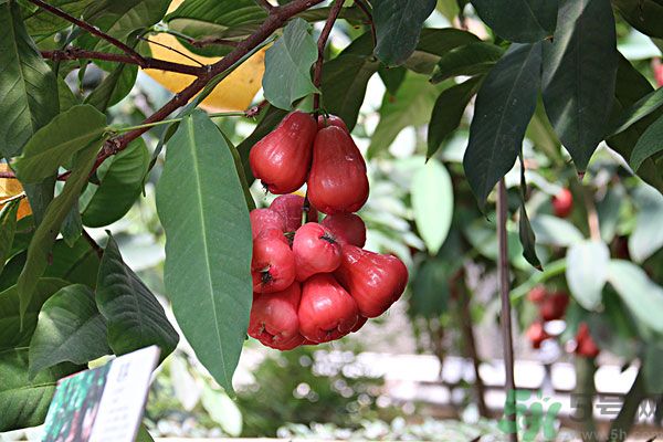 蓮霧月經(jīng)期間能吃嗎？來月經(jīng)能不能吃蓮霧？