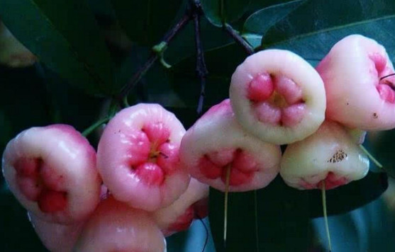 蓮霧皮能吃嗎？蓮霧要不要削皮？