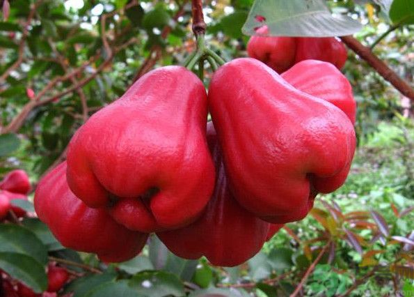 蓮霧是熱性還是涼性水果？蓮霧是寒性水果嗎？