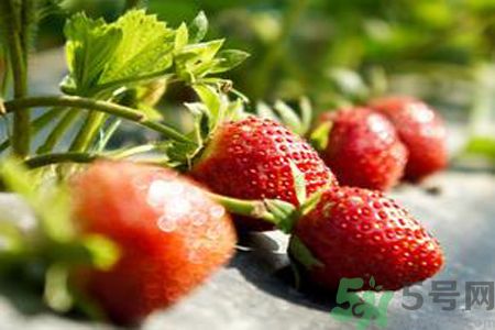 糖尿病可以吃草莓嗎？糖尿病吃草莓好嗎？