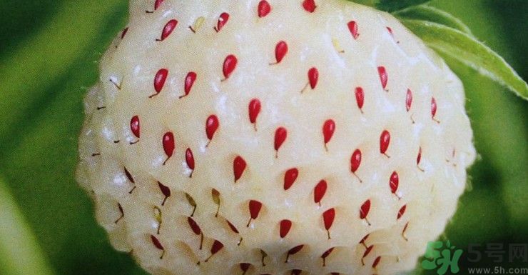 澳洲新型草莓已上市 澳洲新型草莓安全嗎？