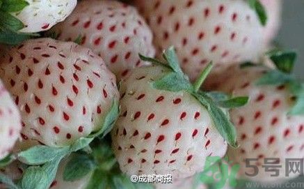 菠蘿莓好吃嗎？菠蘿莓好不好吃？