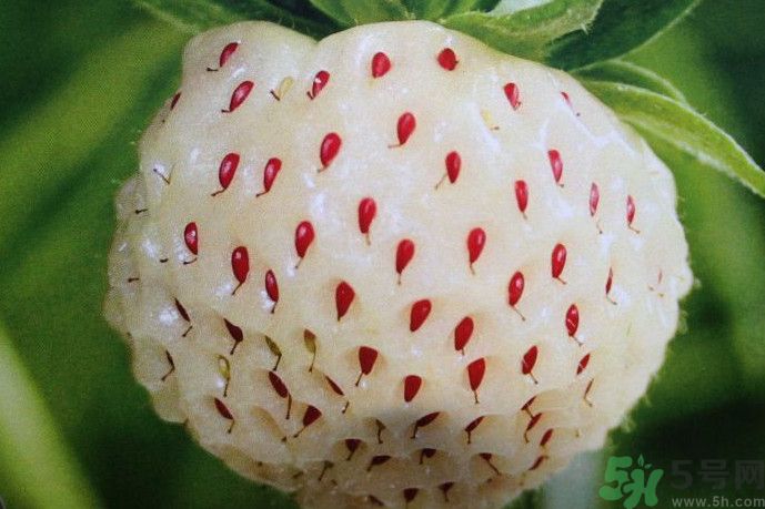 菠蘿莓好吃嗎？菠蘿莓好不好吃？