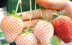 吃菠蘿莓有什么好處?菠蘿莓的功效與作用 吃菠蘿莓有什么好處?菠蘿莓的功效與作用