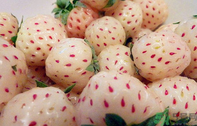 菠蘿莓孕婦能吃嗎？菠蘿莓懷孕可以吃嗎？