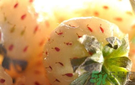 菠蘿莓孕婦能吃嗎？菠蘿莓懷孕可以吃嗎？