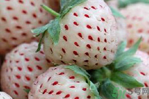 菠蘿莓孕婦能吃嗎？菠蘿莓懷孕可以吃嗎？