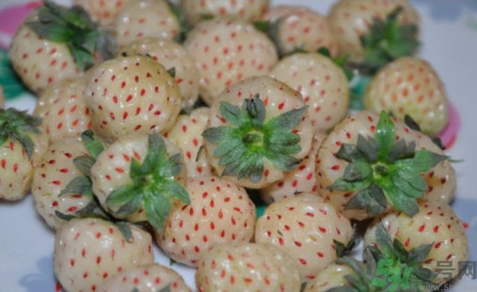 寶寶能吃菠蘿莓嗎？嬰幼兒能吃菠蘿莓嗎？