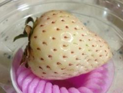 懷孕初期能吃菠蘿莓嗎？懷孕5個(gè)月可以吃菠蘿莓嗎？