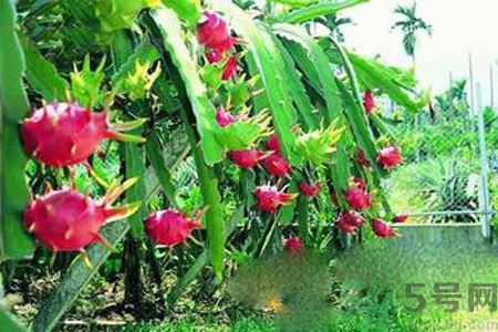 糖尿病可以吃火龍果嗎？糖尿病吃火龍果好嗎？