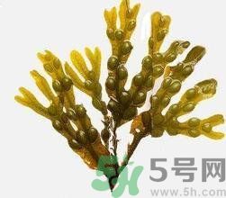 哪種海帶吃起來比較好？海帶有什么類別？