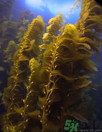 哪種海帶吃起來比較好？海帶有什么類別？