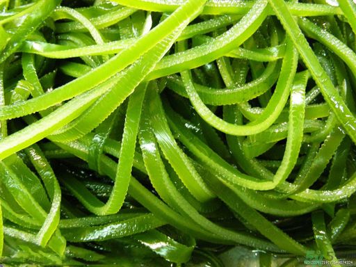 哪種海帶吃起來比較好？海帶有什么類別？