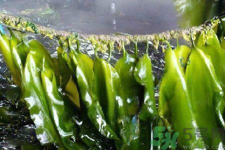 哪種海帶吃起來比較好？海帶有什么類別？