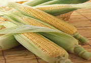 糖尿病可以吃玉米嗎？糖尿病吃玉米好嗎？