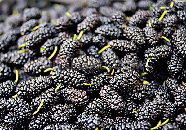 桑葚孕婦可以吃嗎？孕婦能不能吃桑葚？