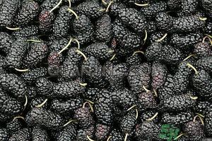 桑葚孕婦可以吃嗎？孕婦能不能吃桑葚？