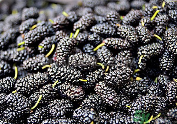 桑葚孕婦可以吃嗎？孕婦能不能吃桑葚？