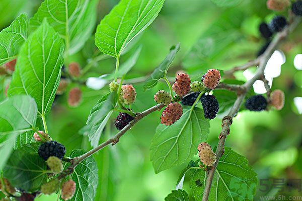 哺乳期能不能吃桑葚？桑葚產(chǎn)婦能吃嗎？