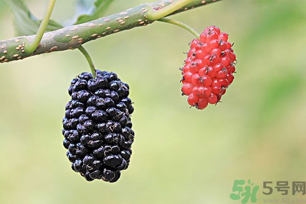 哺乳期能不能吃桑葚？桑葚產(chǎn)婦能吃嗎？