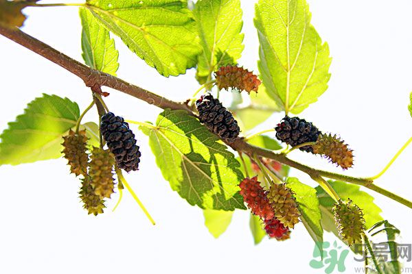 哺乳期能不能吃桑葚？桑葚產(chǎn)婦能吃嗎？