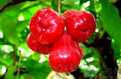 蓮霧是飯前吃好還是飯后吃好?蓮霧什么時候吃最好?.png 蓮霧是飯前吃好還是飯后吃好?蓮霧什么時候吃最好?.png