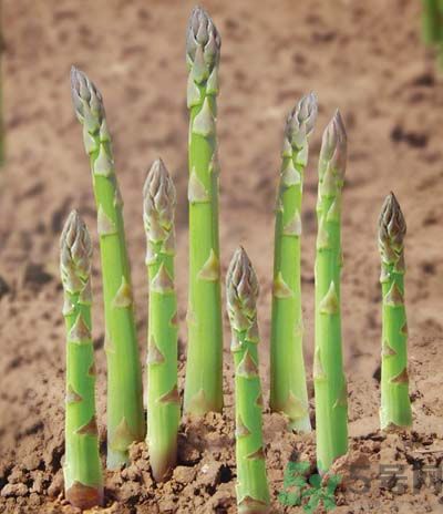 蘆筍要焯水嗎？蘆筍焯水要多久才最好？
