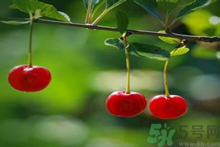 痛風(fēng)可以吃櫻桃嗎？痛風(fēng)吃櫻桃好嗎？