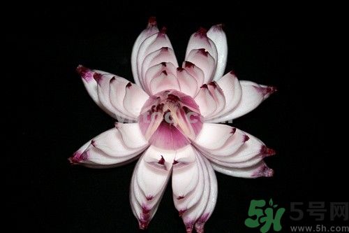 洋蔥可以包餃子嗎？洋蔥怎么做餃子餡？