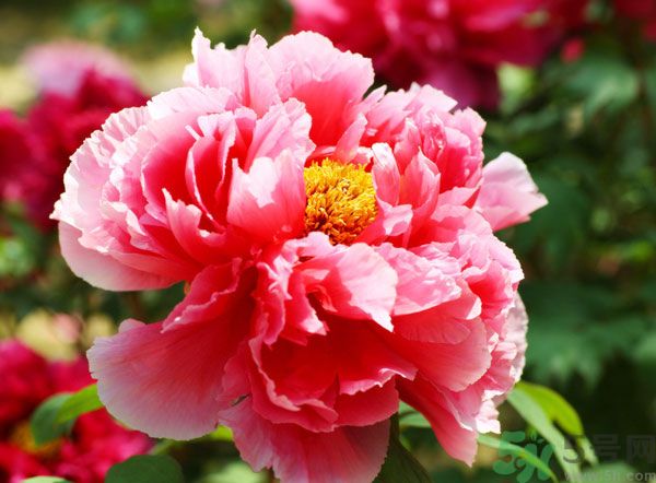 牡丹可以放在室內(nèi)嗎？室內(nèi)怎么養(yǎng)牡丹？