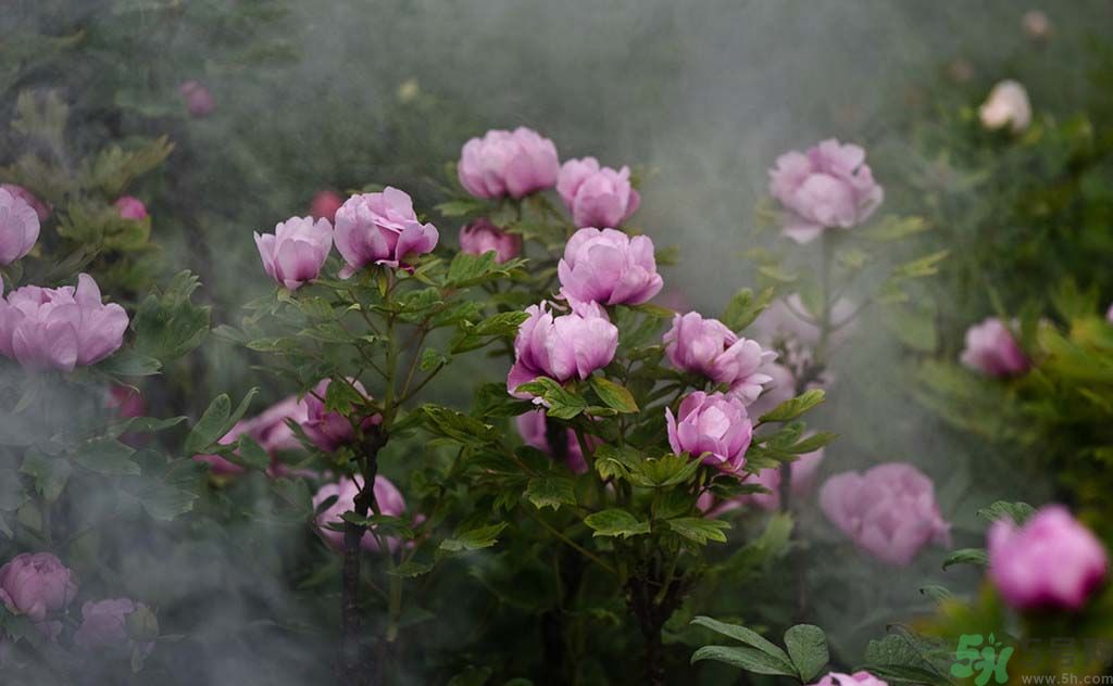 牡丹可以放在室內(nèi)嗎？室內(nèi)怎么養(yǎng)牡丹？