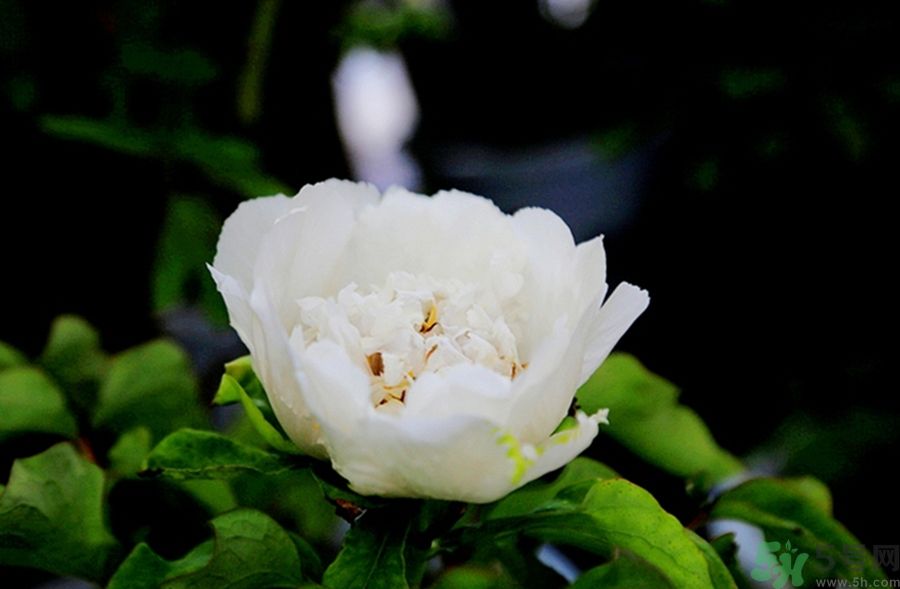 牡丹可以放在室內(nèi)嗎？室內(nèi)怎么養(yǎng)牡丹？