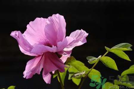 牡丹可以放在室內(nèi)嗎？室內(nèi)怎么養(yǎng)牡丹？