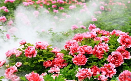 牡丹的花語是什么？牡丹的寓意是什么？