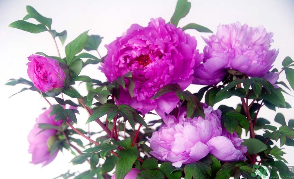 牡丹的花語是什么？牡丹的寓意是什么？