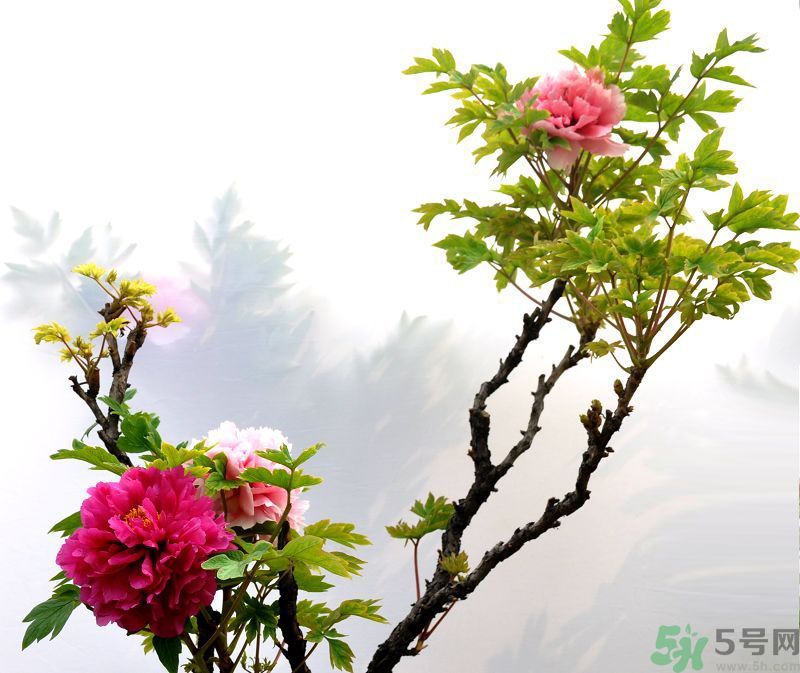 牡丹的花語是什么？牡丹的寓意是什么？