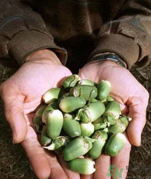 吃檳榔會(huì)致癌嗎？吃檳榔好不好？