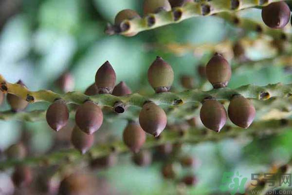 吃檳榔會(huì)致癌嗎？吃檳榔好不好？