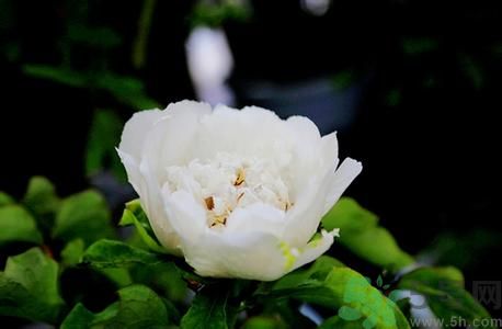 牡丹花可以做面膜嗎？牡丹花怎樣做面膜