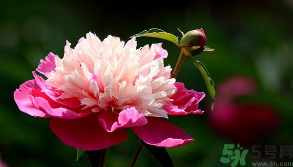 牡丹花可以吃嗎？牡丹花怎么做好吃？