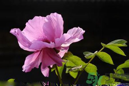 牡丹花可以吃嗎？牡丹花怎么做好吃？