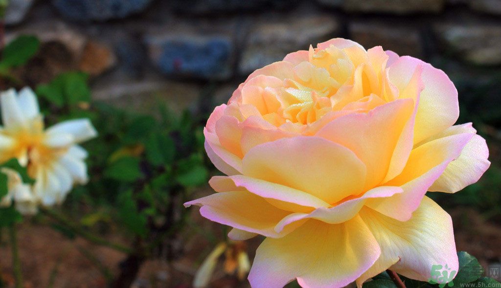 牡丹花茶可以美白嗎？喝牡丹花可以美白嗎？