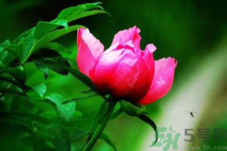 牡丹花茶可以美白嗎？喝牡丹花可以美白嗎？