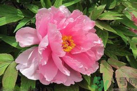 牡丹花茶可以美白嗎？喝牡丹花可以美白嗎？