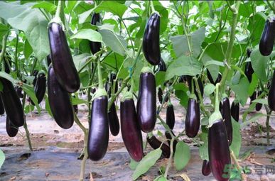 怎么挑選嫩茄子？怎么辨別茄子的老嫩？