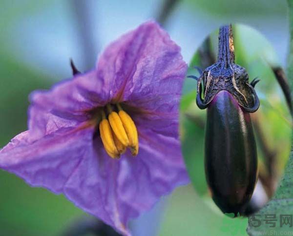 茄子隔夜還能吃嗎？茄子隔夜吃有什么危害？