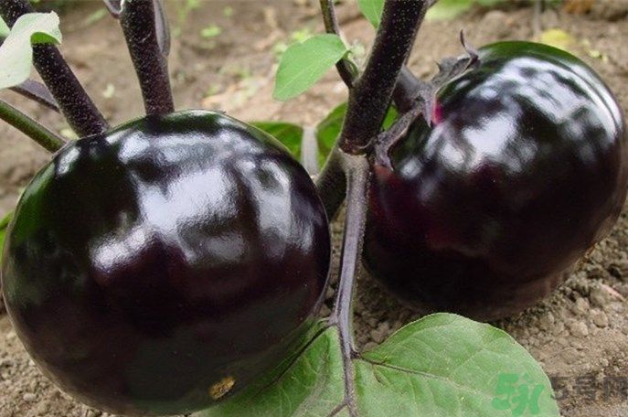 吃茄子要削皮嗎？茄子皮能吃嗎？