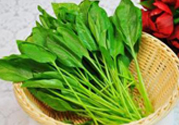 菠菜是涼性的嗎?菠菜是熱性還是涼性?