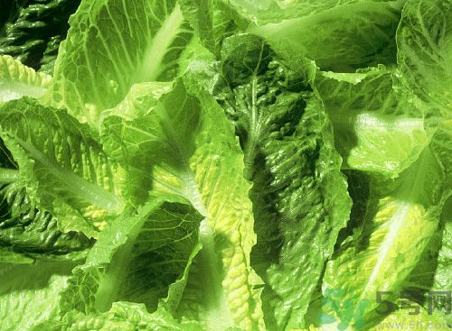 萵筍葉子能生吃嗎？萵筍葉子怎么做？